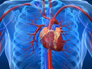 Afectiunile-cardiovasculare-300x225
